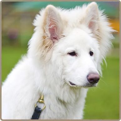 Dog behaviour consultation for common training and behaviour problems
