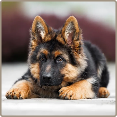 German Shepherd puppy ready to start training with K9 Edinburgh
