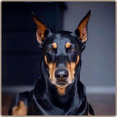 Force-free dog training session in group and one-to-one settings
