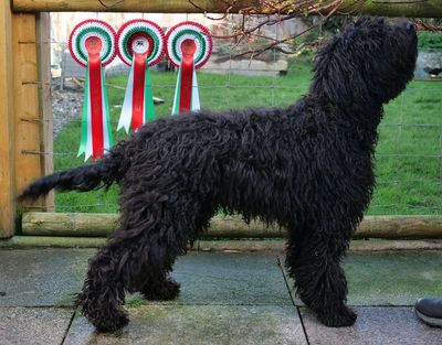 Flora At Welsh Northern Counties and Colwyn Canine Society