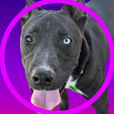 Bluey is a dog available for adoption at Pima Animal Care Center in Tucson, Arizona