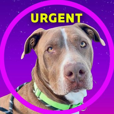 Gray is a dog located at Pima Animal Care Center in Tucson, Arizona