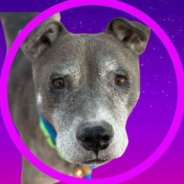 Max is a dog available for adoption at Pima Animal Care Center in Tucson, Arizona