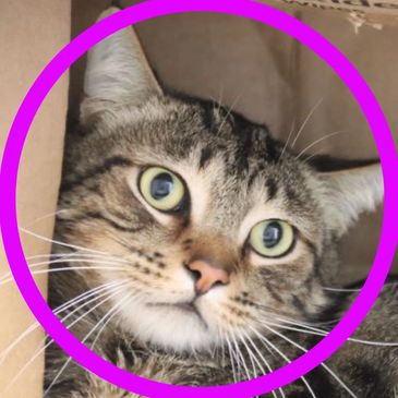 Buster is cat available for adoption at Pima Animal Care Center in Tucson, Arizona