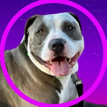 Charlie is a dog available for adoption at Pima Animal Care Center in Tucson, Arizona