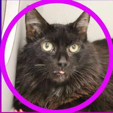 Dancer is a cat available for adoption at Pima Animal Care Center in Tucson, Arizona