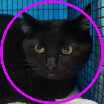 Oreo is a cat at Pima Animal Care Center in Tucson, Arizona