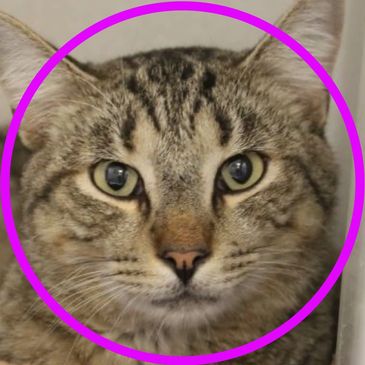 Rolo is a cat available for adoption through Pima Animal Care Center in Tucson, Arizona