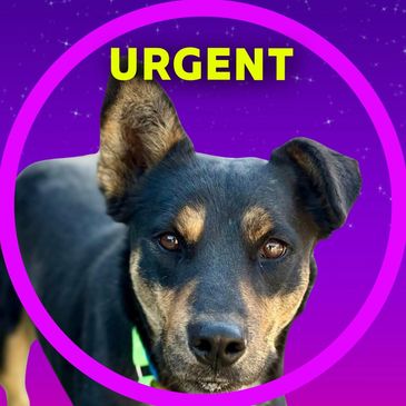 Calligraphy is a dog available for adoption at Pima Animal Care in Center Tucson, Arizona