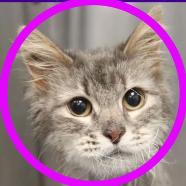 Prada is a cat available for adoption at the Pima Animal Care Center in Tucson, Arizona