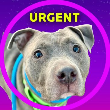 Cinda is a dog available for adoption at the Pima Animal Care Center in Tucson, Arizona