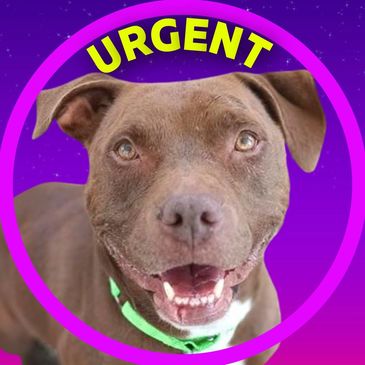 Laiza is a dog at the Pima Animal Care Center in Tucson, Arizona, available for adoption