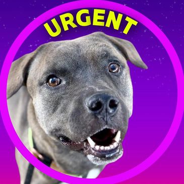 Creedence is a dog available for adoption at Pima Animal Care Center in Tucson, Arizona