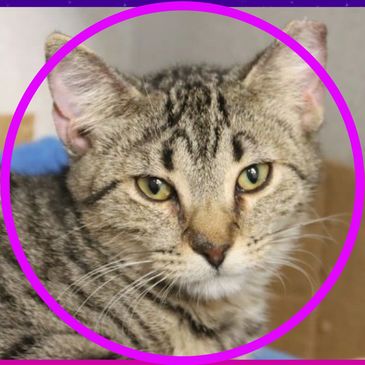 Dhrama is a cat available for adoption at Pima Animal Care Center in Tucson, Arizona