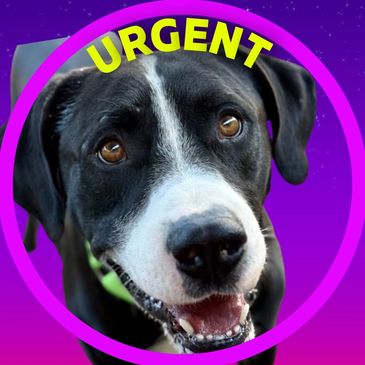 Downy is a dog available for adoption at Pima Animal Care Center in Tucson, Arizona