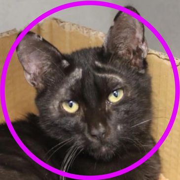 Mochi is a cat available for adoption at Pima Animal Care Center in Tucson, Arizona