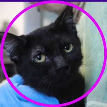 Phoenix is a cat at Pima Animal Care Center in Tucson, Arizona