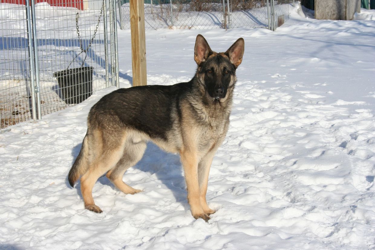 what is a ckc german shepherd