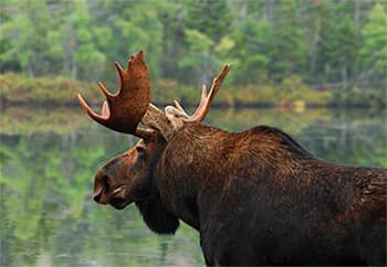 maine moose permit zones