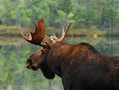 moose