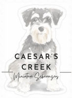 Caesar’s Creek Miniature Schnauzers