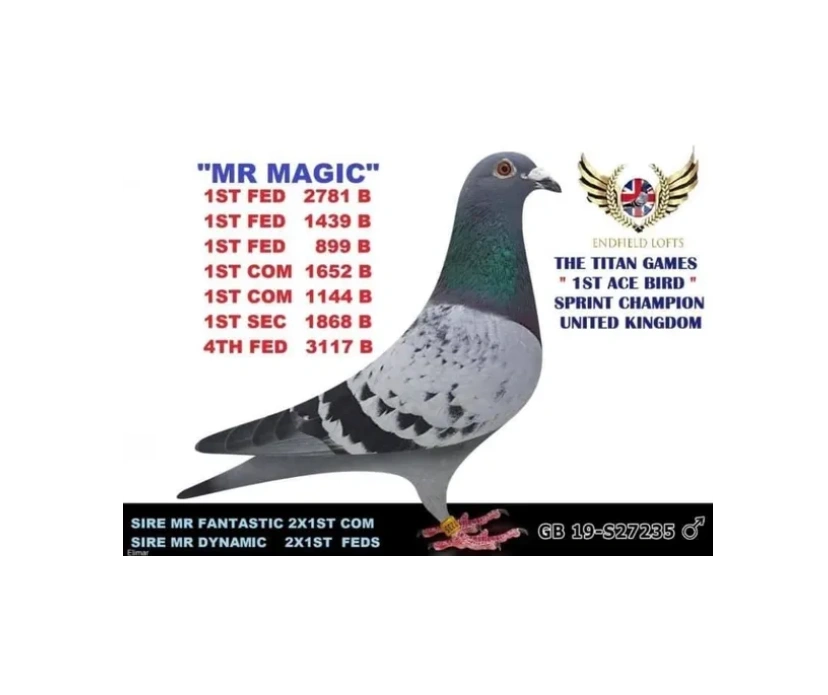 Endfield Lofts - Racing Pigeons, Pigeons, Pigeons for Sale