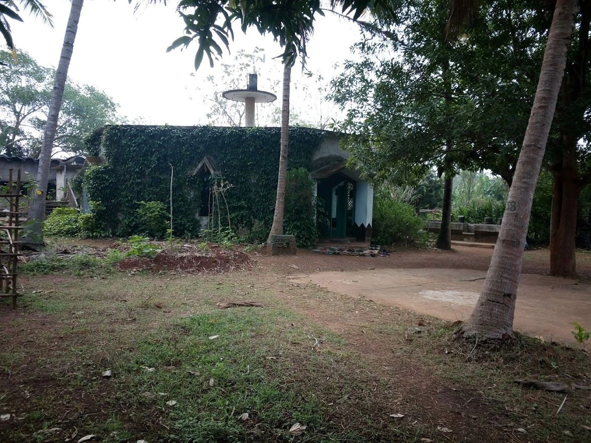 Dining hall at Sambhav covered in lush green Pippali (Long - pepper)