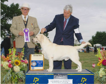 Handy Hill Labradors CGC CH Brookstone CPL Reed at Handy Hill Reed