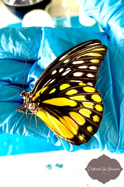 Captured in treasure unmounted butterfly beautiful gifts for him and her kids birthdays and annivers