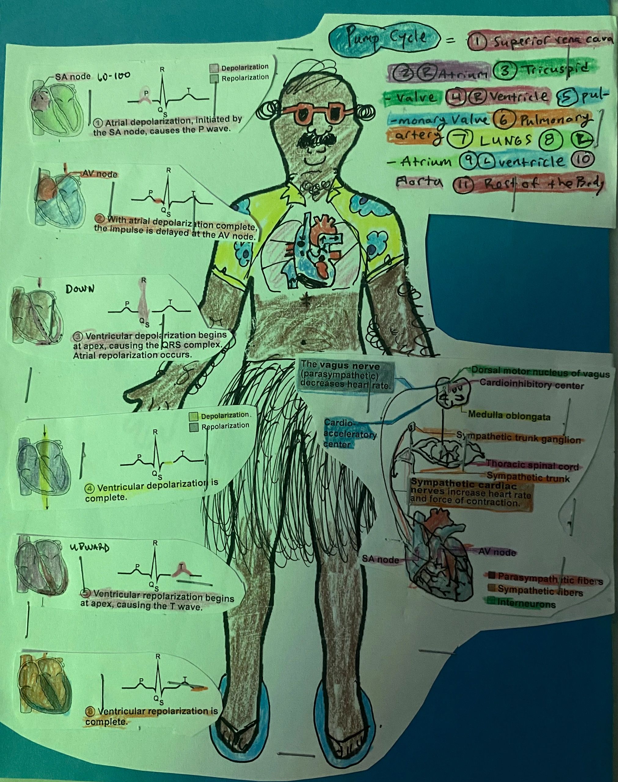 Colored heart pump cycle diagram on a person illustration.