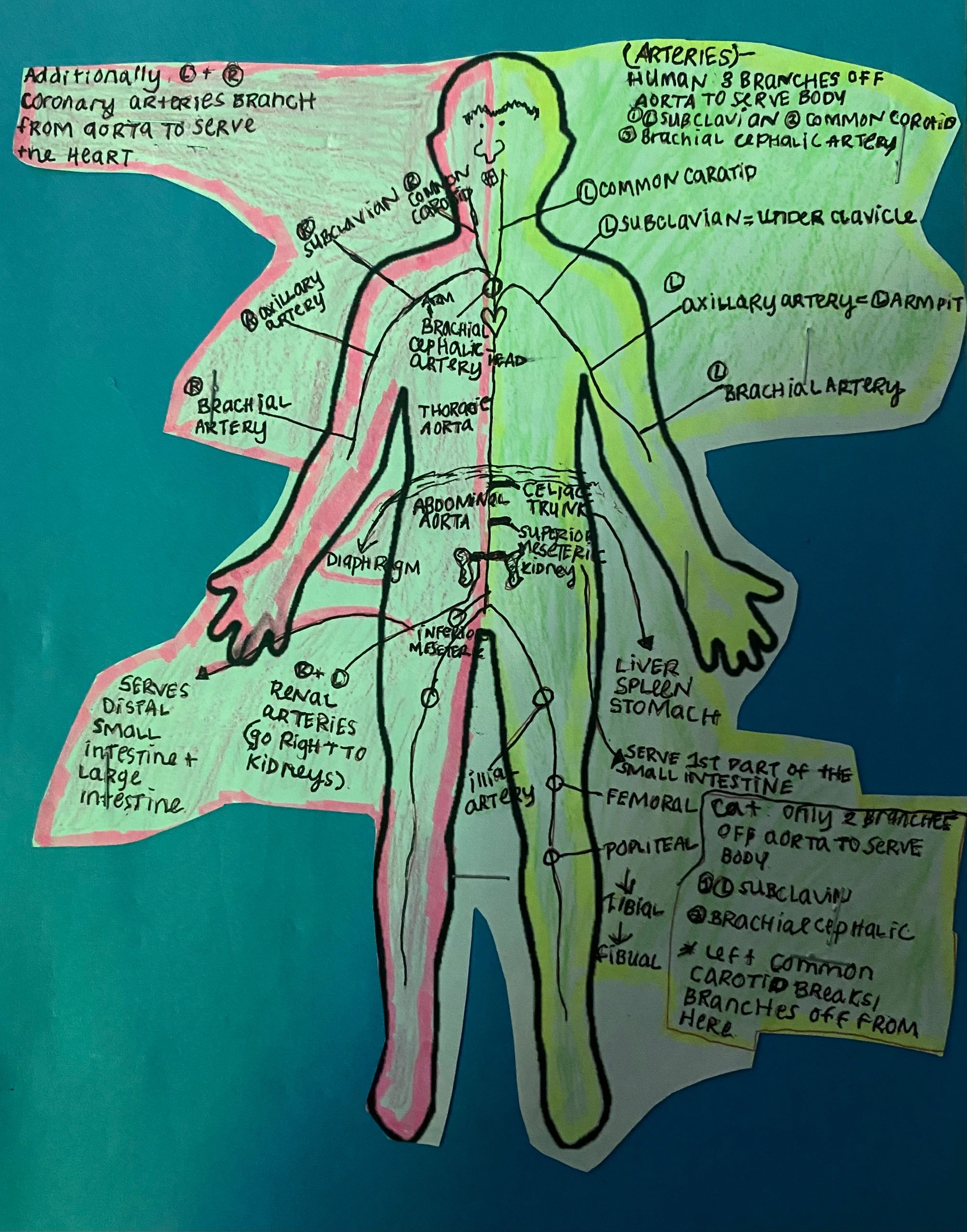 Hand-drawn anatomical diagram showing major arteries of the human body with notes.