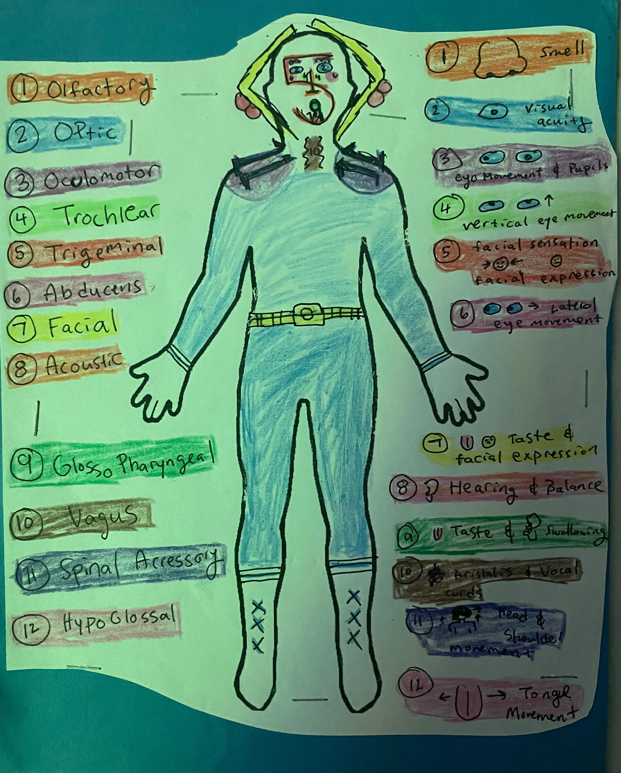 Hand-drawn diagram of cranial nerves and their functions.