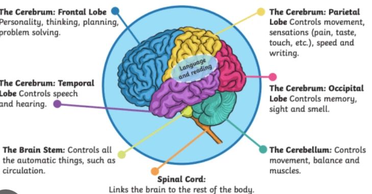 Diagram showing brain parts and their functions.