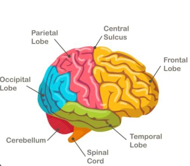 Labeled diagram of the brain's lobes and spinal cord.