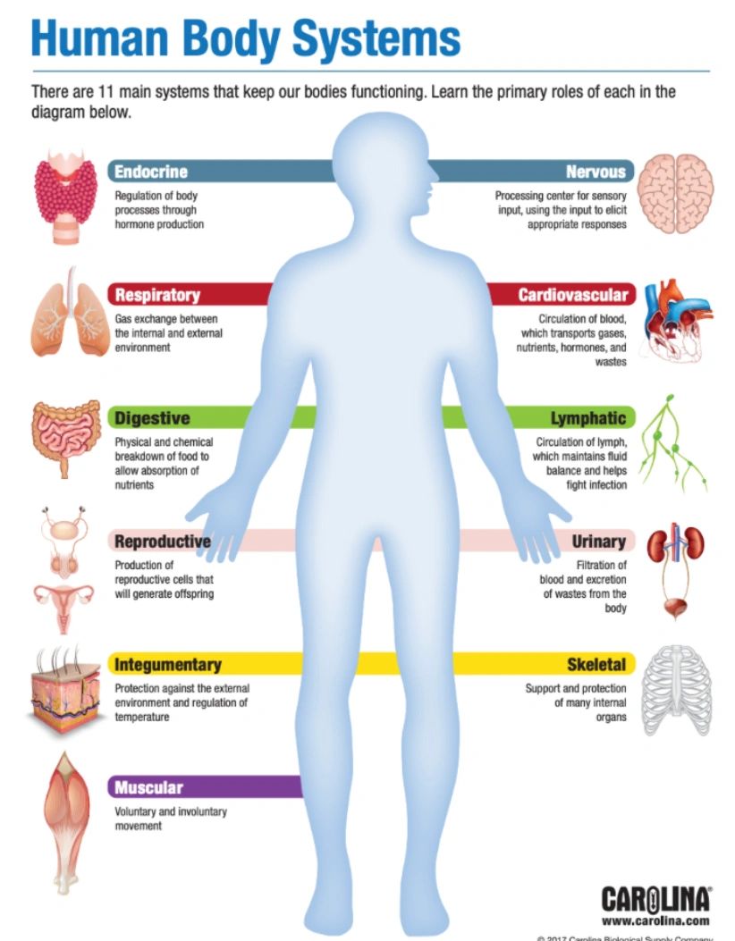 Diagram of 11 human body systems with their primary roles.