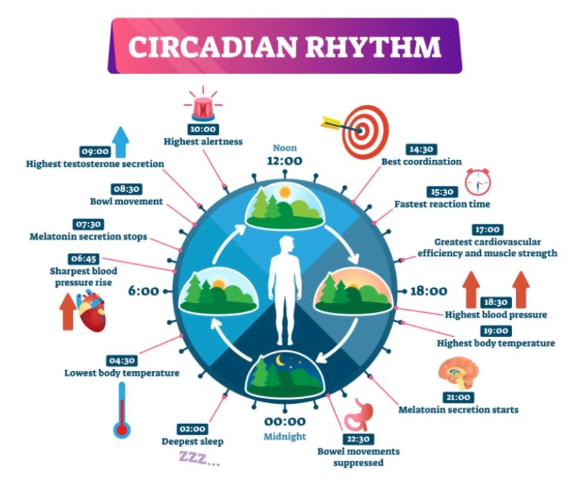 Illustration of circadian rhythm showing key body functions and times.