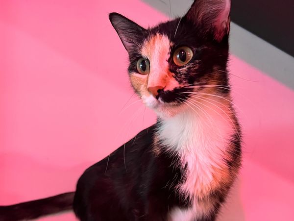 A calico cat with striking eyes against a pink background.