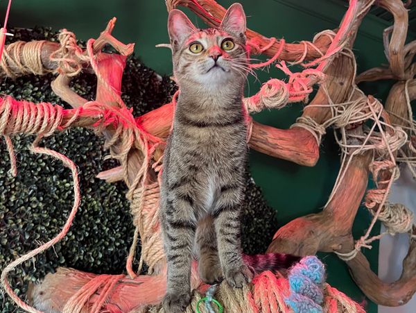 A curious tabby cat stands on a rope-covered perch with artistic wooden branches in the background.