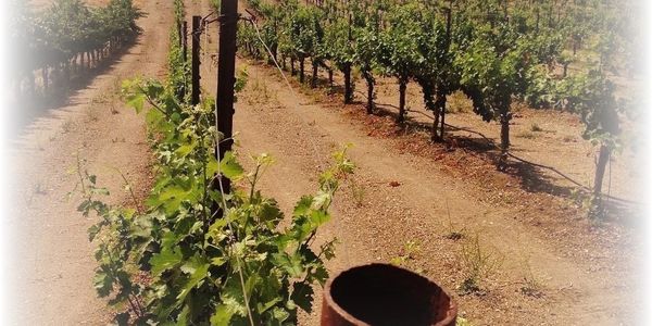 Estate Cabernet Sauvignon and Cabernet Franc vineyards with boutique winery in Templeton, CA. 