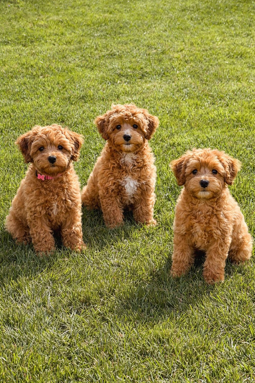 Three fluffy brown puppies sitting on green grass.