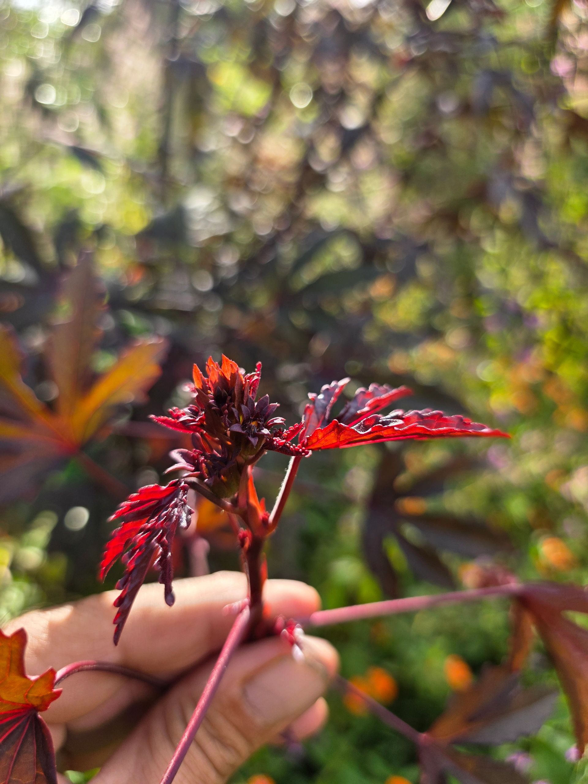 fresh and red is the look for cranberry hibiscus shoots for fruity puppy