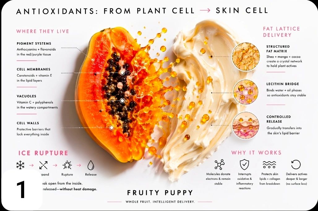 what EXACTLY is an antioxidant?