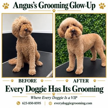 Before and after grooming of a curly dog named Angus.