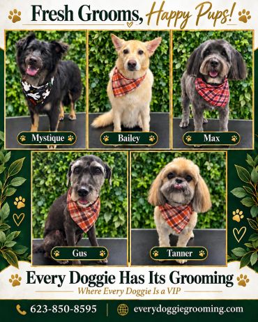 Freshly groomed dogs with scarves, happy and clean.