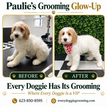 Before and after grooming of a fluffy dog named Paulie.