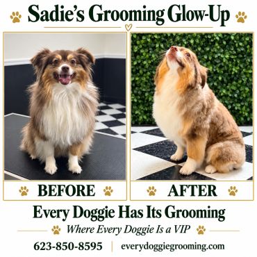 Sadie's before and after grooming transformation.