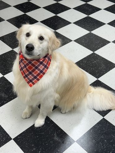 Fluffy white dog wearing a red plaid bandana.