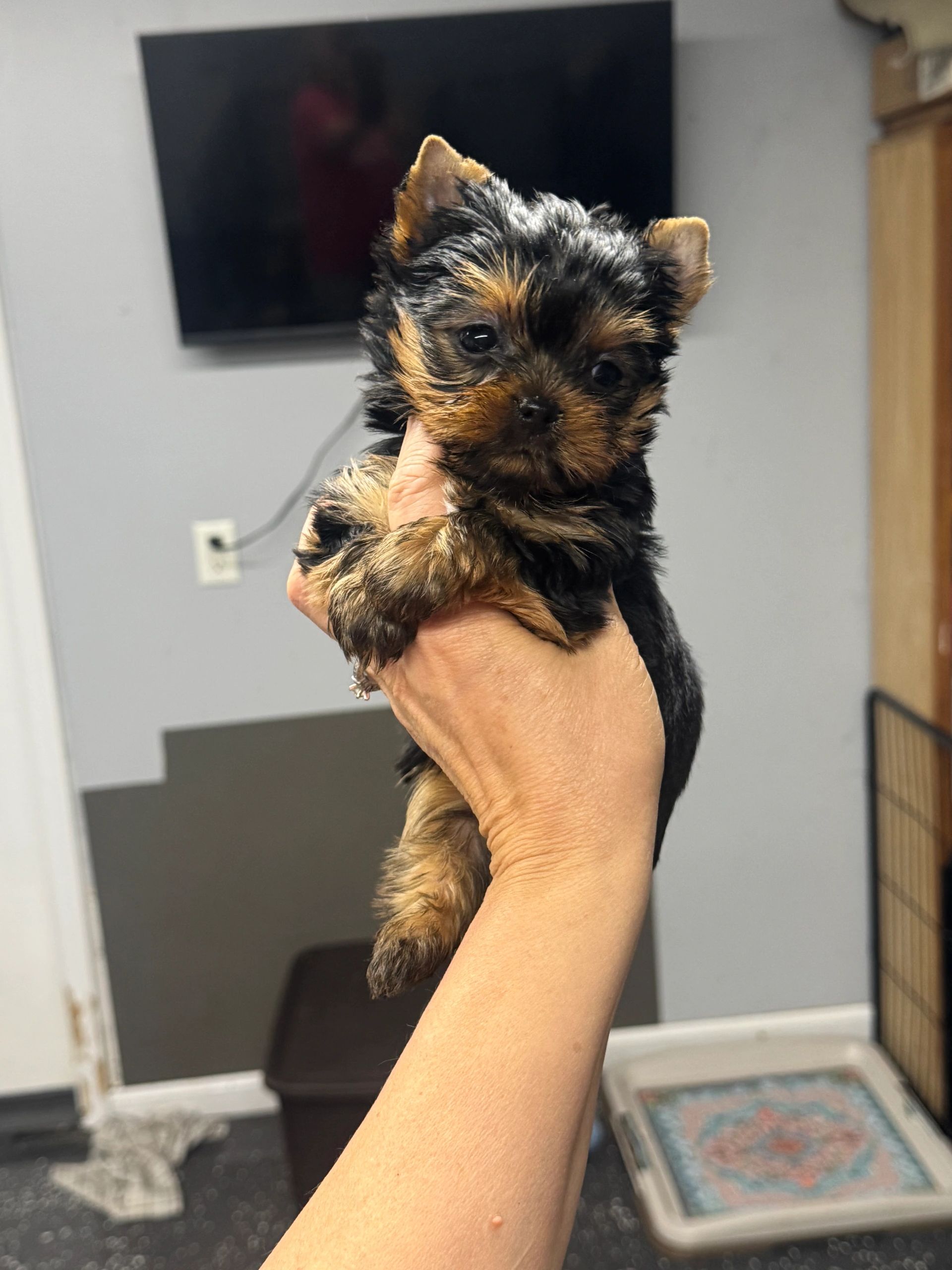 Tiny Yorkshire Terrier puppy held in hand inside a room.