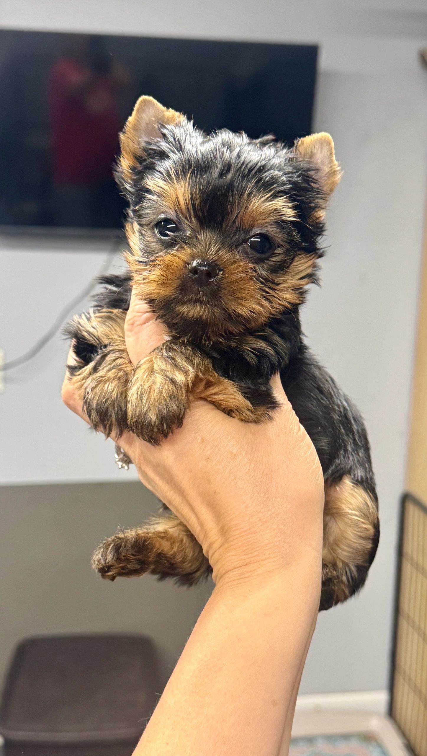 Close-up of a tiny Yorkshire Terrier puppy held in a person's hand indoors.