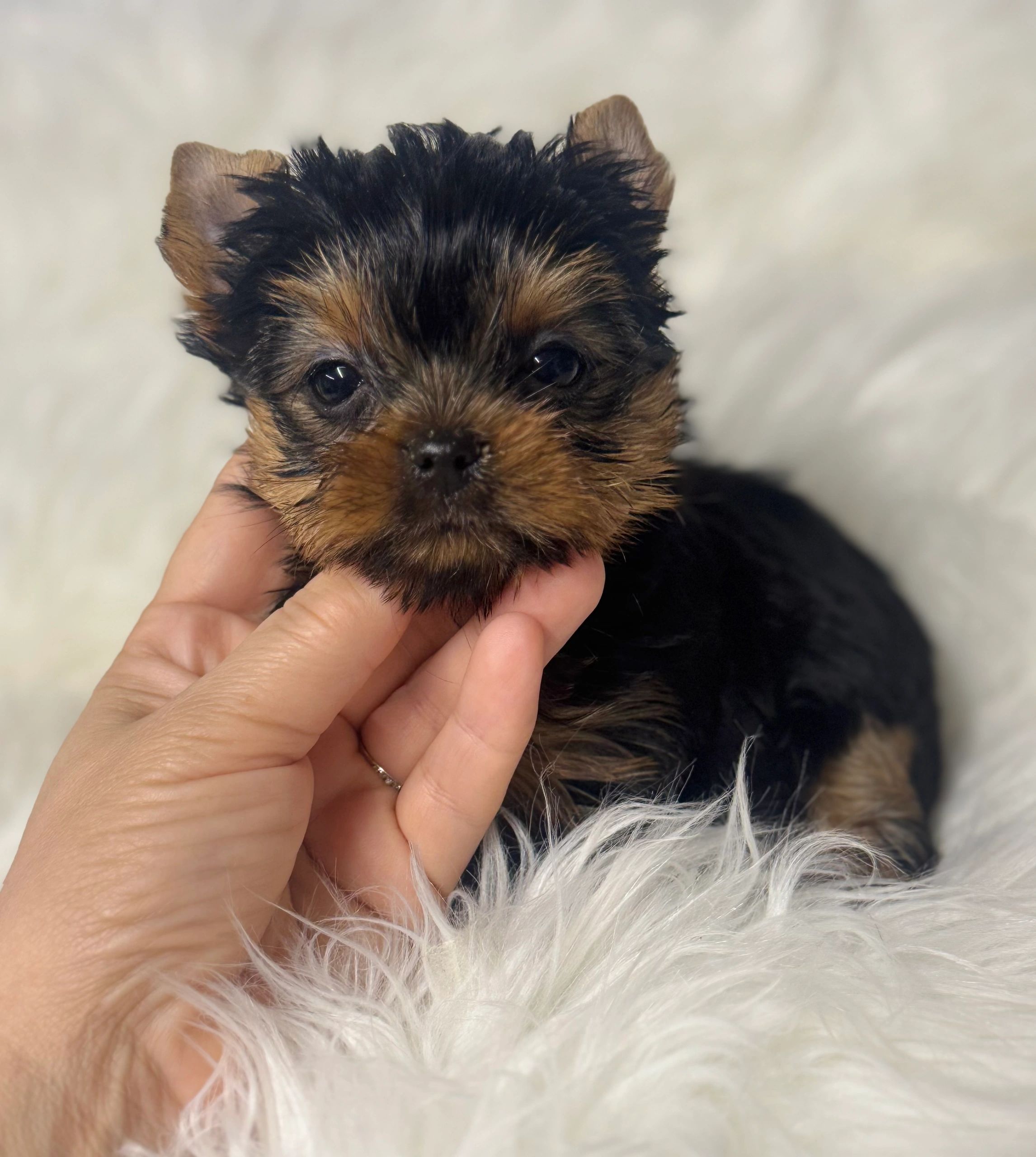 Close-up of a tiny Yorkshire Terrier puppy being gently held.